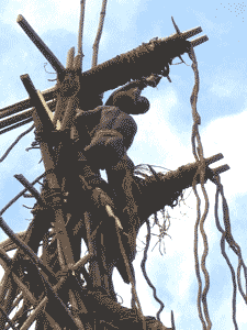 Vanuatu's Original Bungee Jumpers 5 Climbing the heights.