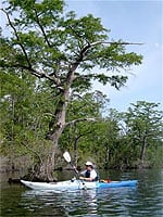 Will Seeley, an outfitter who is unfazed by water snakes and alligators.