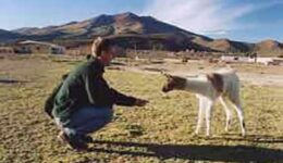 SES-Llama
