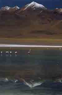 Flamingoes in Flamingos feed in mineral rich waters of an Andean lake.