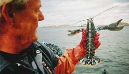 lobster