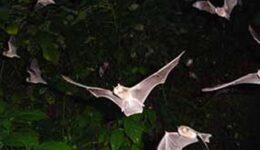 bats_in_tamana