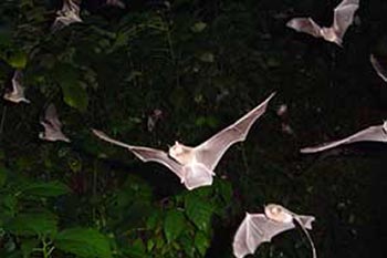 bats in tamana