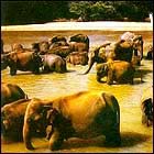 Elephants in Sri Lanka.