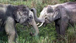 sri_lanka_elephants