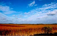 Florida's famous 'River of Grass' is a unique eco-system.
