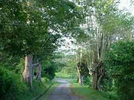 Galang Trees.