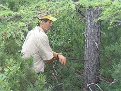 Greg cores a tree. 