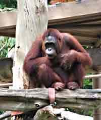 Orangutang at the Singapore Zoo. 