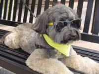 Dallas: Museums, Walking and More! 8 Pampered Dallas pooch.