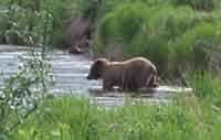 Bill Sims and the other guides advocate a healthy respect for grizzly bears.