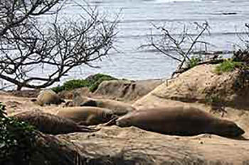Surfing, Seals, & Sunsets in San Mateo County 1 Seals at Ano-Nuevo. photo by Drew Gilligan.