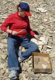 Cowboys and History in Washington State 6 Splitting apart shale to find fossils in Republic