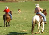 Cowboys and History in Washington State 7 'City slickers' rounding up cattle at the K-Diamond-K Ranch in Republic