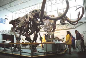 Gainesville is home to the Florida Museum of Natural History. Shown here are the skeletons of a mammoth and a mastodon