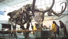 A mastadon skeleton at the University of Florida in Gainesville.