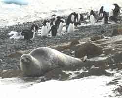 Antarctica Without Breaking the Bank 7 Adelie penguins socialize while a Weddell seal slides toward the ice.