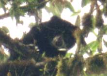 The rare and endangered Spectacled Bear is one of the many species of wildlife being monitored and conserved. Photo courtesy of Santa Lucia Cooperative