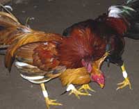Cockfights are a popular local event. Photo by Caroline Michael