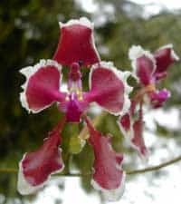 Some of the Cooperative's projects are aimed at monitoring and conserving the many varieties of orchids in the Cloud Forest. Photo by Caroline Michael