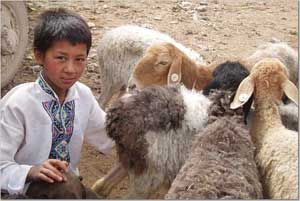 A young boy tends his flock.