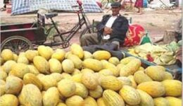 kashgar-melons