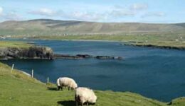 valentia-sheep