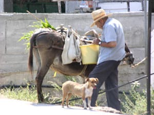 A man with his donkey and his dog in northern Crete