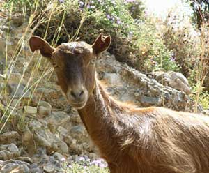Inquisitive goats, like this one in Sfakion, are to be met throughout Crete.