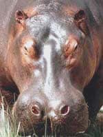 A hippo in Uganda. Photos by Marie Javins