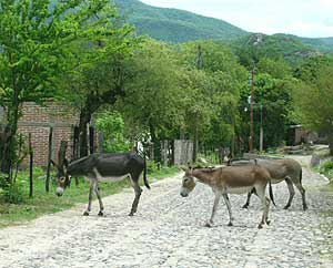 Alamos, Mexico: The Pueblo at the End of the Road 3 Roaming burros in Alamos barrio