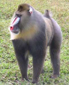 This Mandril with its distinctive and beautiful snout was foul-tempered and aggressive.