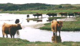hebrides-cattle