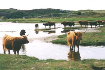 Island Hoppin' in Scotland's Inner Hebrides 4 Long-haired cattle