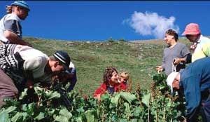 Eating the French Countryside 3 Collecting plants