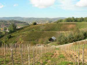 Croatia has more than 300 wine regions. Photos by Kent St. John