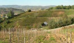 croatian-vineyard