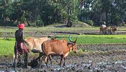 india-plowing