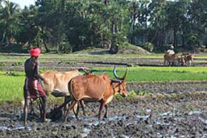 Visiting the Untouchables of India india-plowing