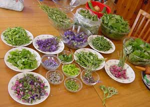 Eating the French Countryside 7 Plant collections