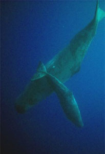 Hobknobbing With Sperm Whales in the Azores 2 A sperm whale calf with either its mother or an auntie. Sperm whales care for their young communally. Photos by Wade Hughes
