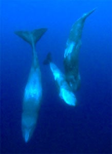 Hobknobbing With Sperm Whales in the Azores 7 Sperm whales eat mainly squid and other cephalopods.