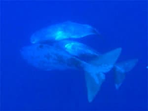 Hobknobbing With Sperm Whales in the Azores 8 Sperm whales use sound to communicate and to locate squid in the darkest depths of the ocean.