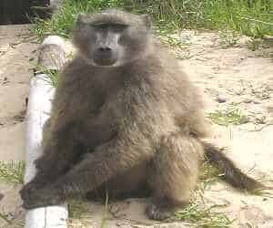 A Chacma baboon - photo by Lorna Thomas South Africa baboons