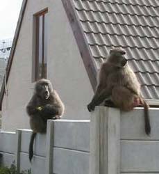 Some Cape residents enjoy having wildlife 'up close and personal.' - photo by Lorna Thomas