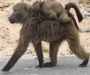 Baby Baboons ride on their mothers' backs. Photo by Lorna Thomas
