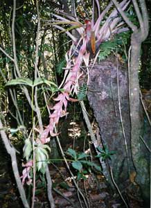 Huitepec - photo by Richard Arghiris