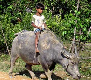 A young boy rides one of the water buffaloes used for plowing in Vietnam. Photos by Sony Stark
