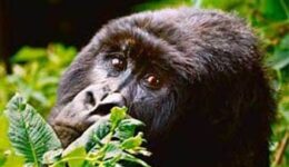 gorillas-eyes