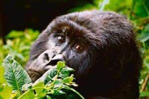 gorillas-eyes